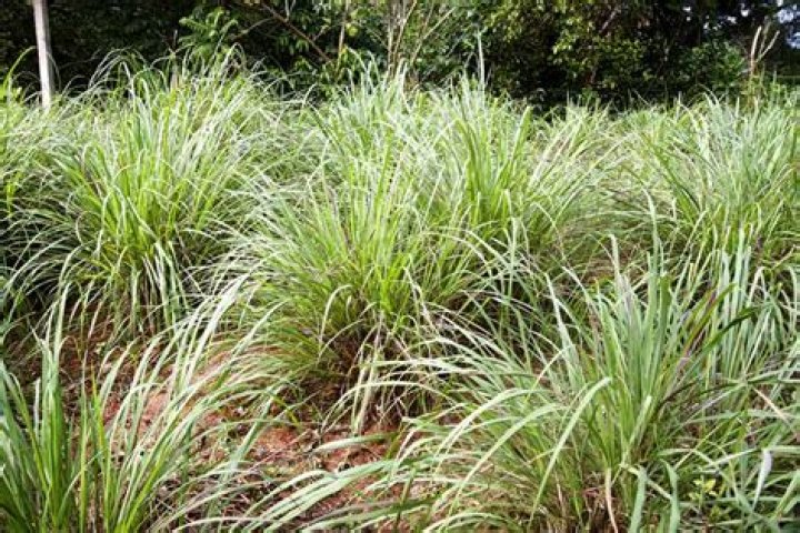 Can lemon grass grow in Virginia?