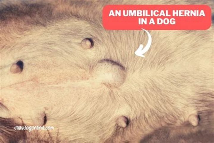 Can my dog have puppies with an umbilical hernia?