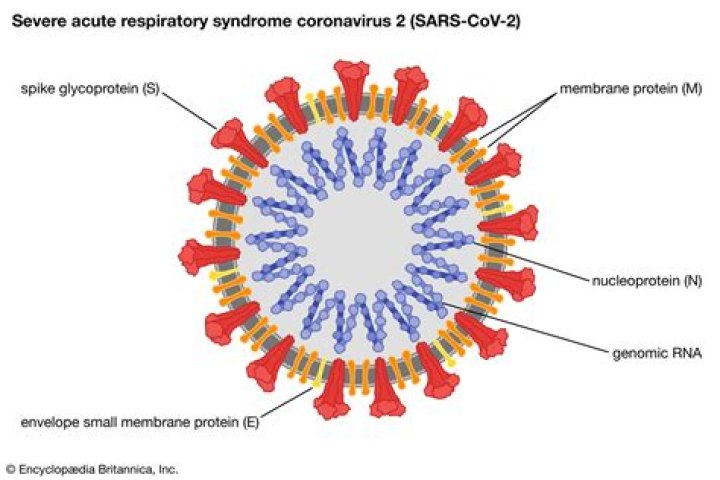 Can SARS-CoV-2, the virus that causes COVID-19, be transmitted by blood transfusion?