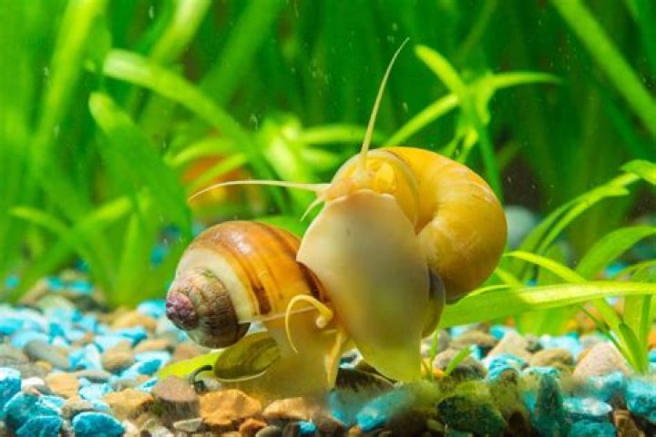 Can sea snails eat fish?