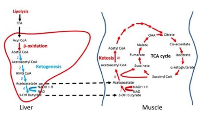 Can starvation ketosis cause anion gap?