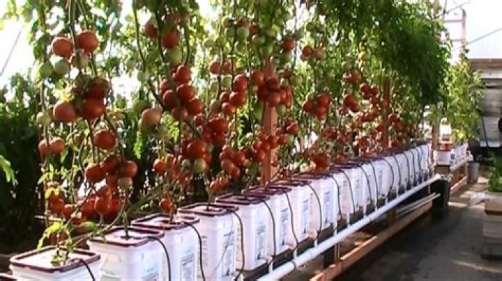 Can tomatoes plants be grown hydroponically?