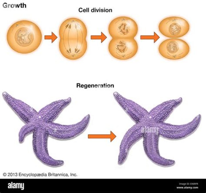 Can we regenerate cells forever?