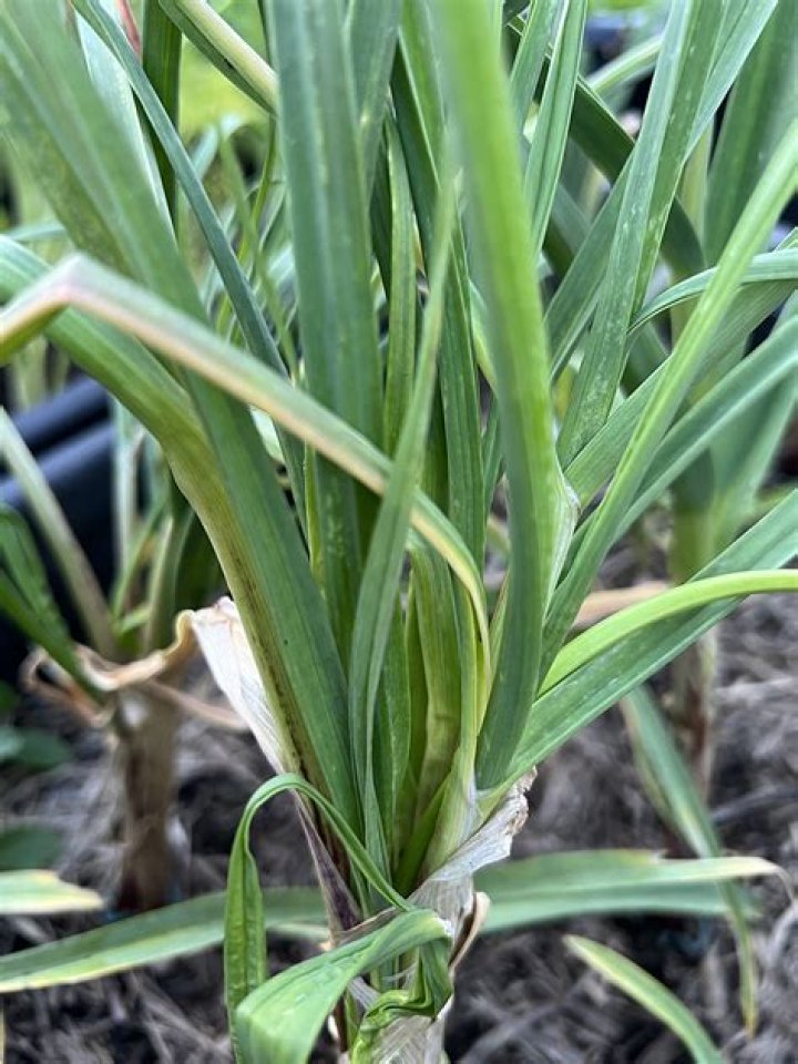 Can witches broom spread to other plants?
