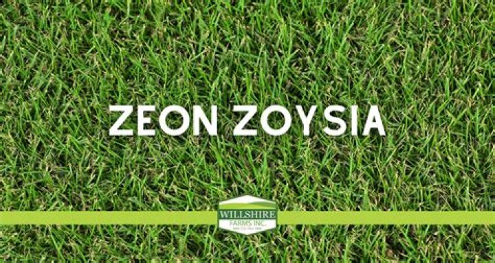 Can you buy Zeon Zoysia seed?