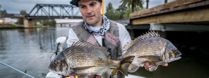 Can you catch bream with lures?