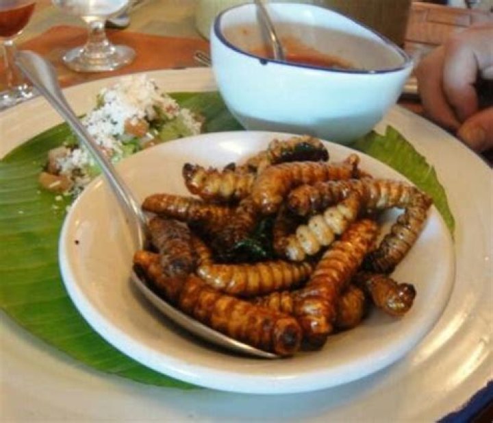 Can you eat agave worm?