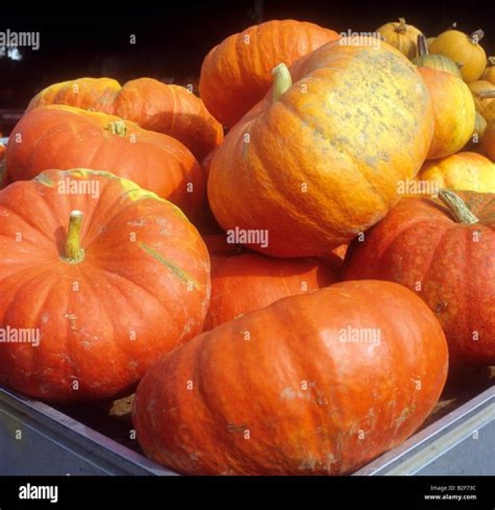 Can you eat Cucurbita maxima?