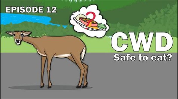 Can you eat meat with CWD?