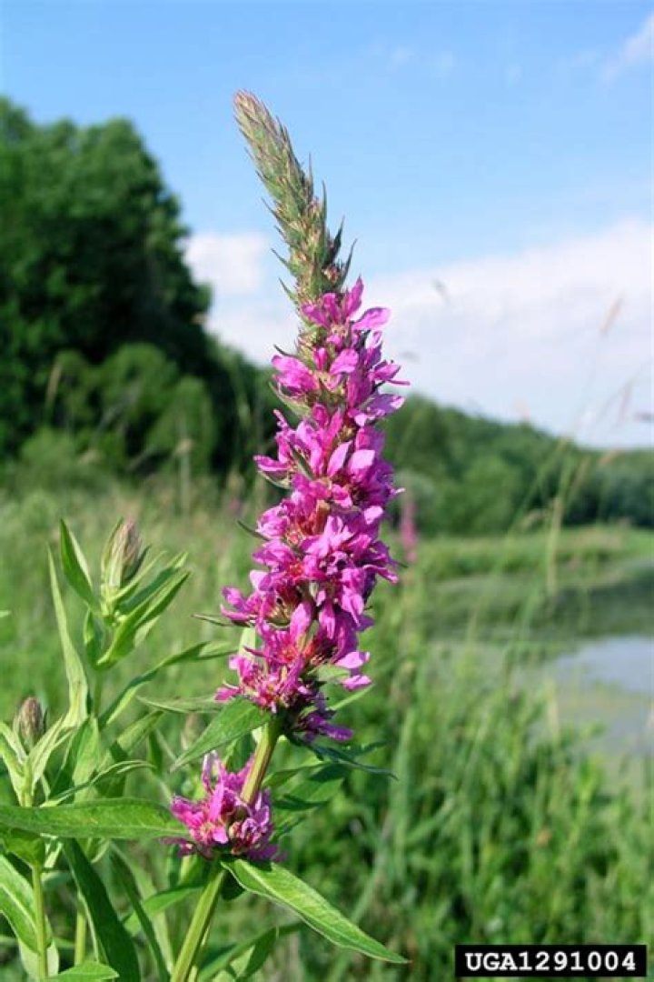Can you eat purple loosestrife?
