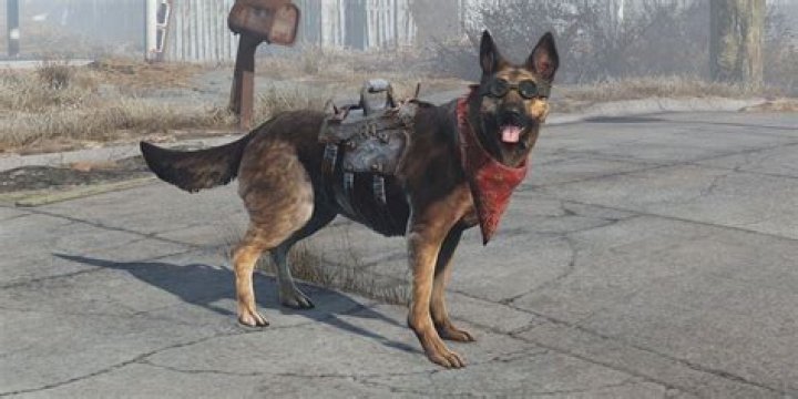 Can you get a dog in Fallout 3?
