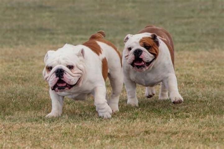 Can you get a healthy English Bulldog?