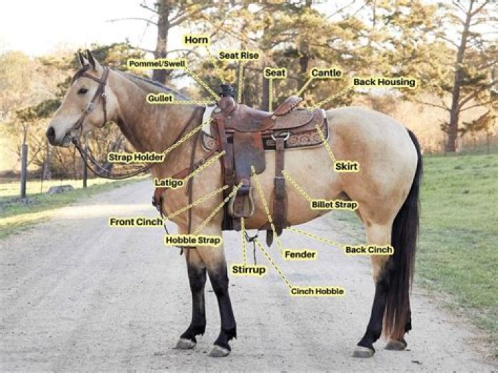Can you go to Saddle Ranch?