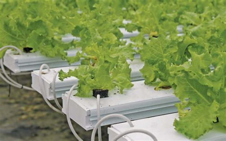 Can you grow tree with hydroponic?