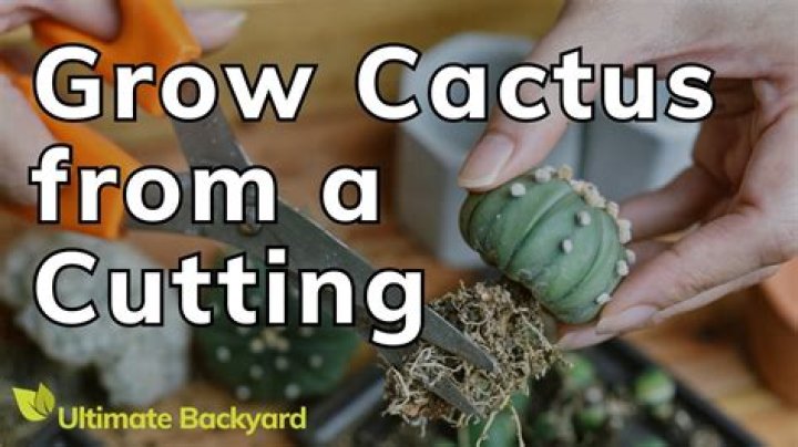 Can you grow Zygocactus from a cutting?