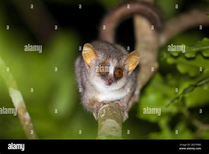 Can you have a lemur as a pet in the UK?