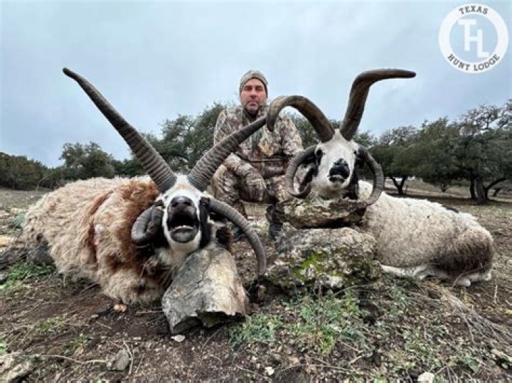 Can you hunt Jacob sheep?