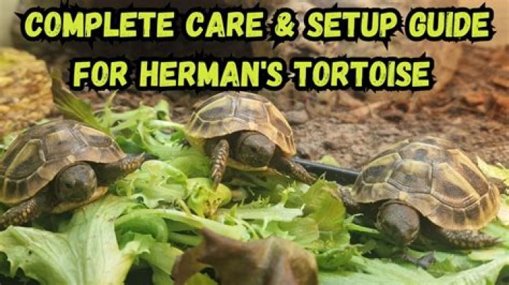 Can you keep 2 Hermann tortoises together?
