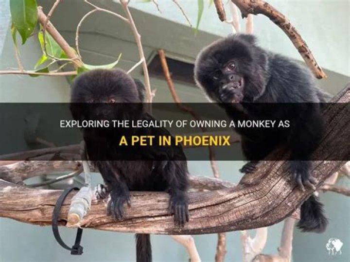 Can you keep a pet monkey UK law?