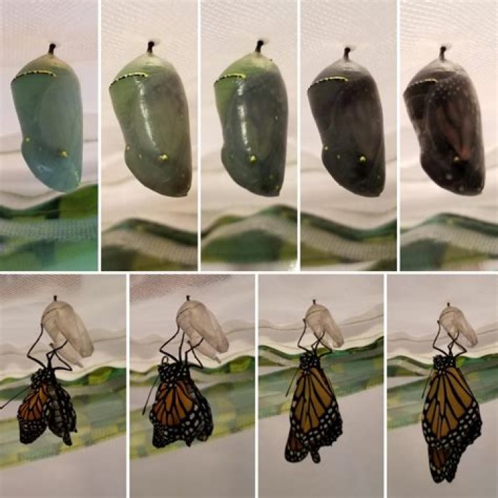 Can you order butterfly chrysalis?