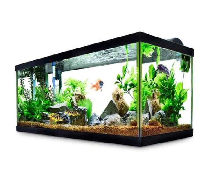 Can you put a tang in a 40 gallon tank?