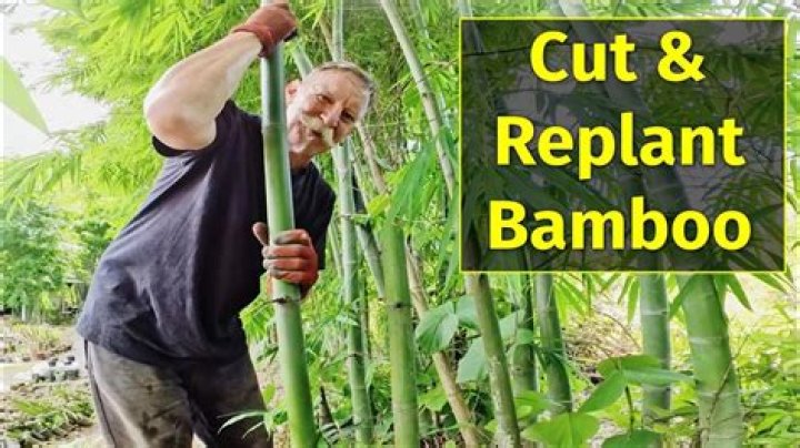 Can you replant outdoor plants?