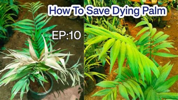 Can you save a dying palm plant?