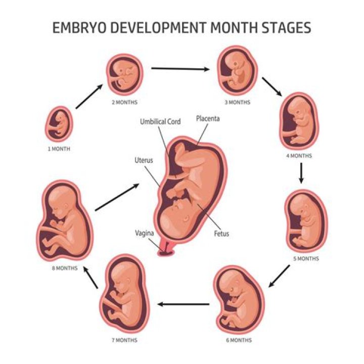 Can you see a baby at 3 4 weeks?