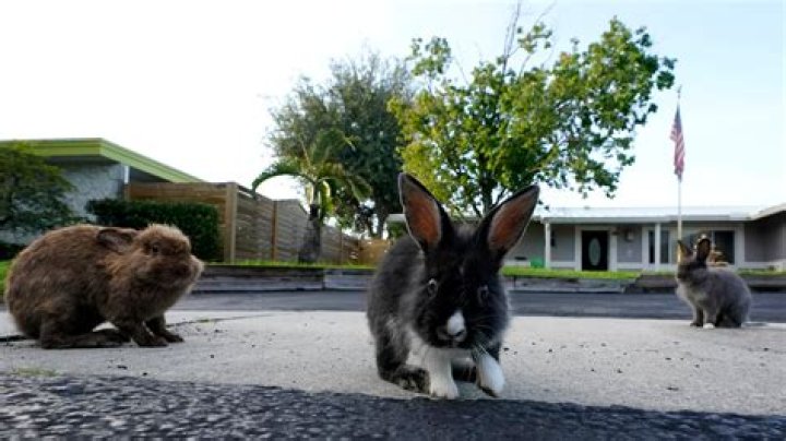 Can you shoot rabbits in Qld?
