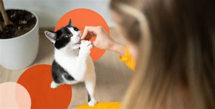 Can you train a cat to enjoy baths?