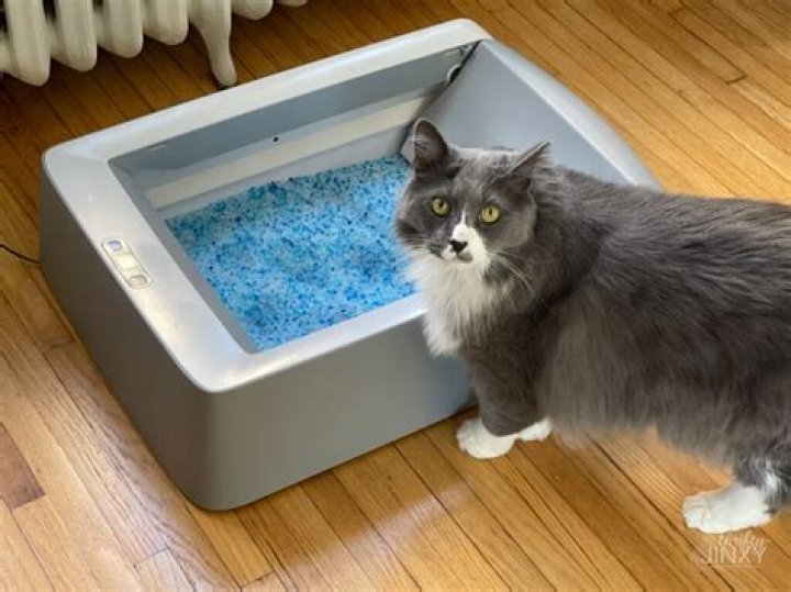 Can you use regular litter in ScoopFree?