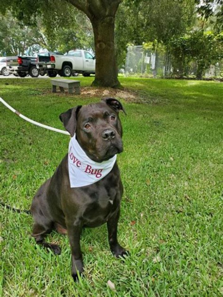 Can you virtually adopt a dog?