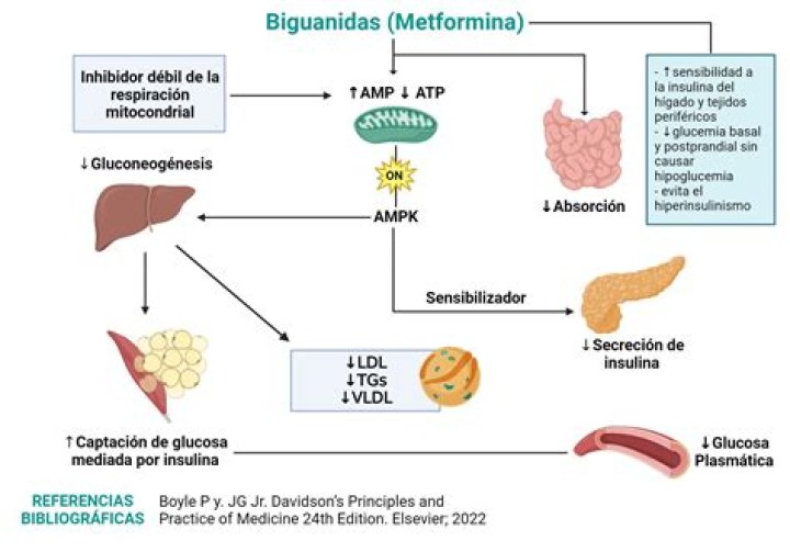 Como funciona a metformina?