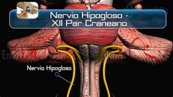 Como funciona o Hipoglos?