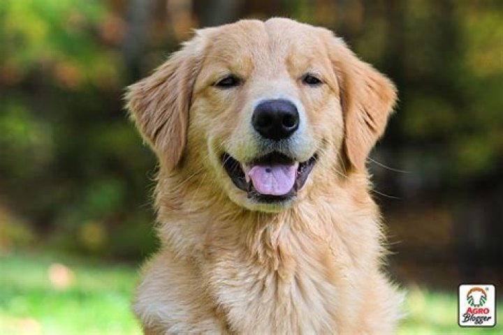 Como reconocer un perro de raza Golden Retriever?