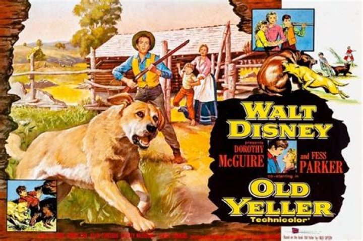 Did the dog in Old Yeller have rabies?