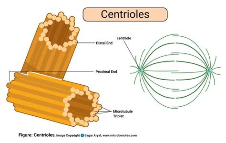 Do animal cells have 2 centrioles?