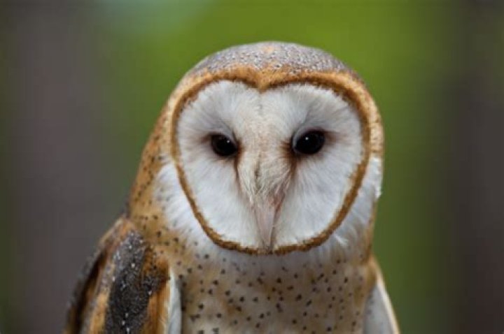 Do Barn owls live in Texas?