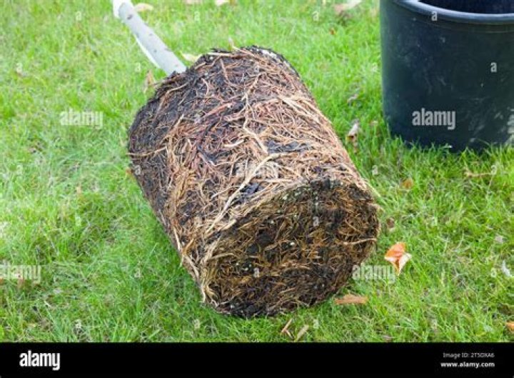 Do bay trees like to be pot bound?