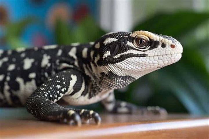 Do bigger lizards eat smaller lizards?