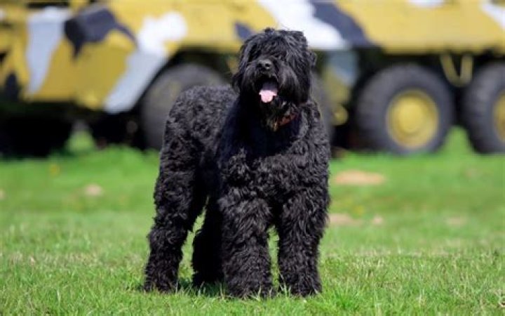 Do Black Russian Terriers make good guard dogs?