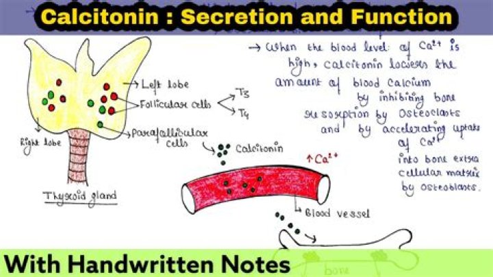 Do C cells secrete calcitonin?