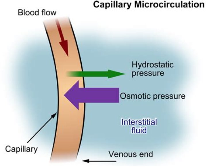 Do capillaries have high osmotic pressure?
