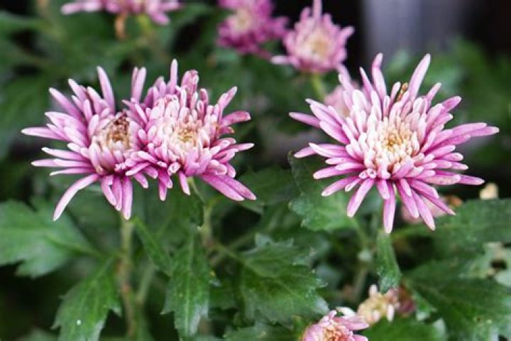 Do chrysanthemum morifolium come back every year?