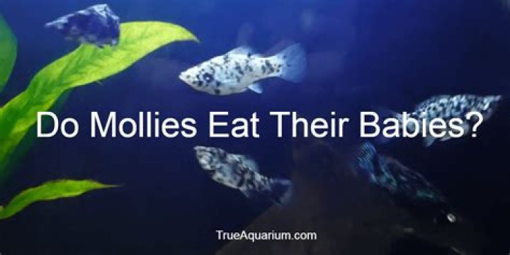 Do Dalmation Mollies eat their babies?
