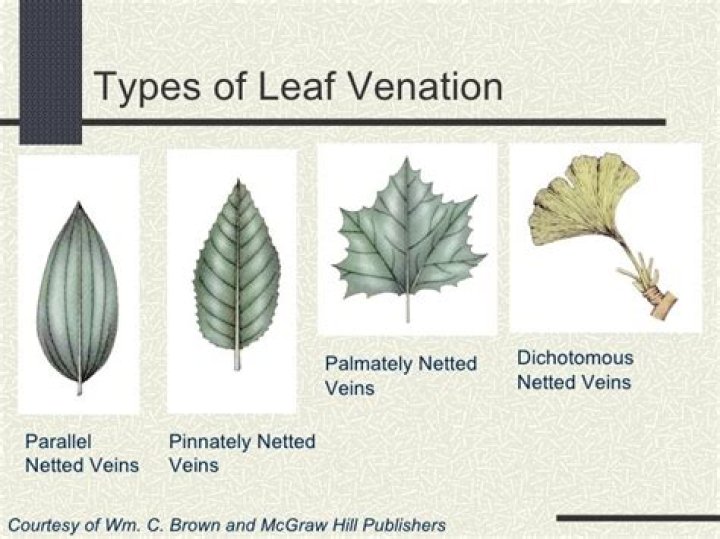 Do dicots have net veined leaves?