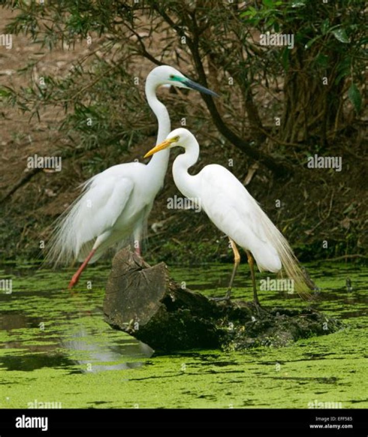Do female great egrets have breeding plumage?
