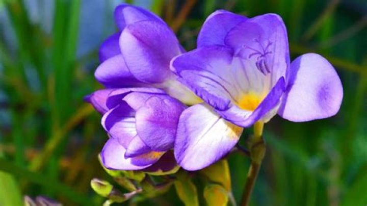 Do freesia come back every year?