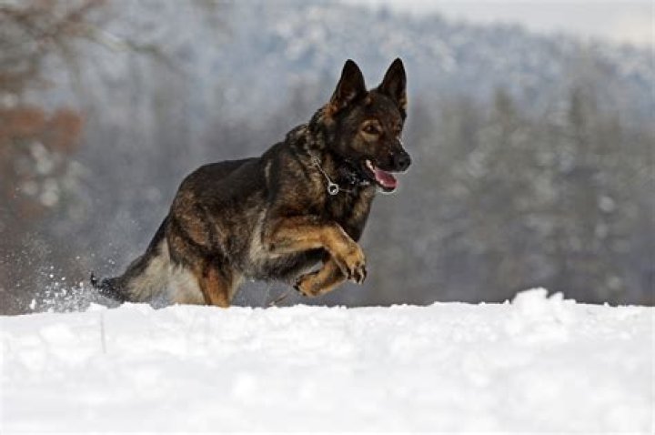 Do German shepherds get snow nose?