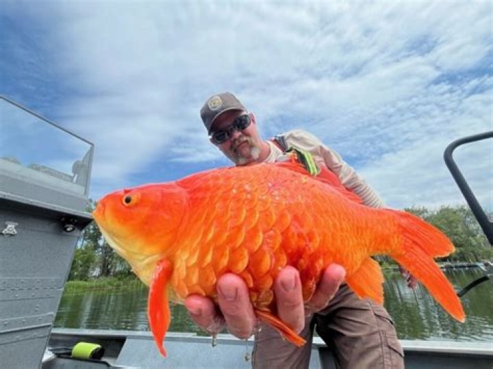 Do goldfish get bored in a bowl?